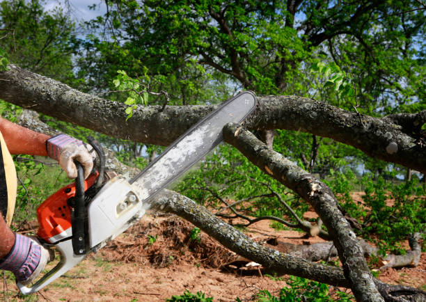 Best Emergency Tree Service  in Fairmont, MN